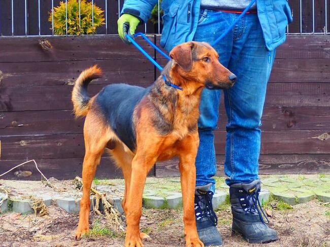 WACEK cudowny łagodny psiak kochający ludzi BŁAGA o domek