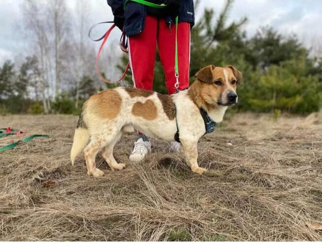 Młody, zakochany w człowieku Chester - wesołek do adopcji!