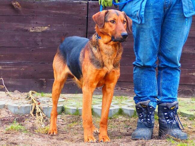WACEK cudowny łagodny psiak kochający ludzi BŁAGA o domek