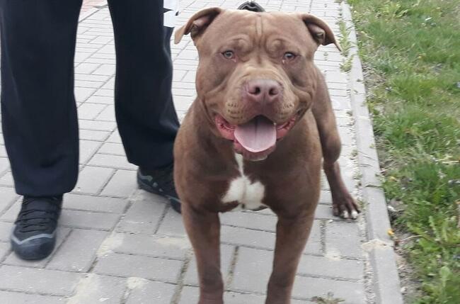 Pitbull Red Nose