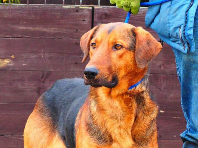 WACEK cudowny łagodny psiak kochający ludzi BŁAGA o domek