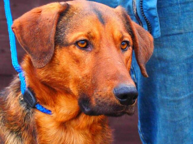 Psi ideał uwielbiający ludzi marzy o domku pełnym miłości