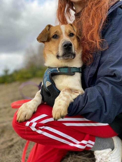 Młody, zakochany w człowieku Chester - wesołek do adopcji!