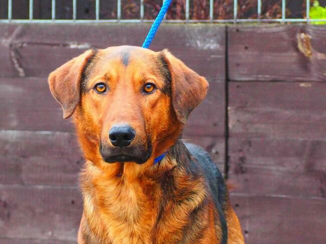 WACEK cudowny łagodny psiak kochający ludzi BŁAGA o domek