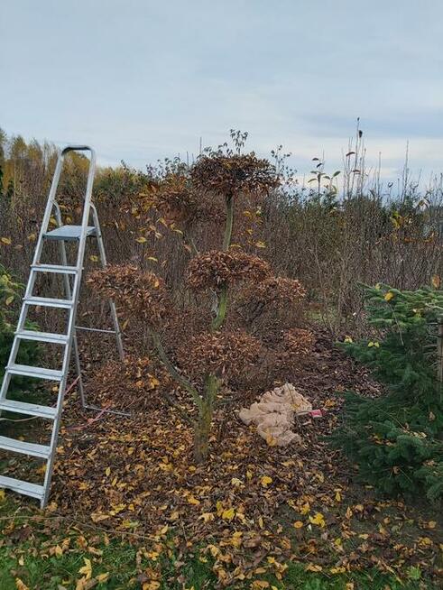 Praca przy zakładaniu ogrodów.