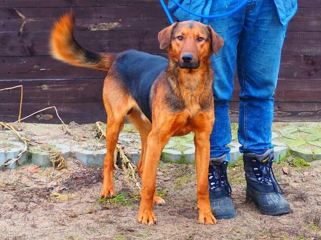 WACEK cudowny łagodny psiak kochający ludzi BŁAGA o domek
