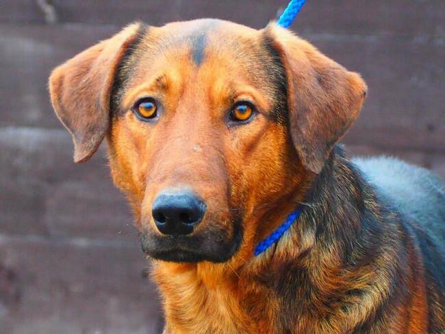 Psi ideał uwielbiający ludzi marzy o domku pełnym miłości