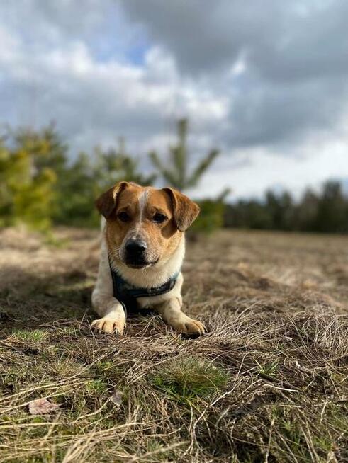 Młody, zakochany w człowieku Chester - wesołek do adopcji!