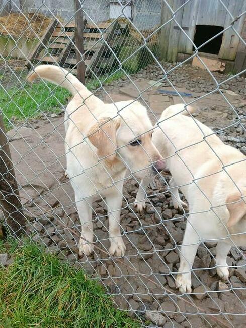 Labrador retriever krycie