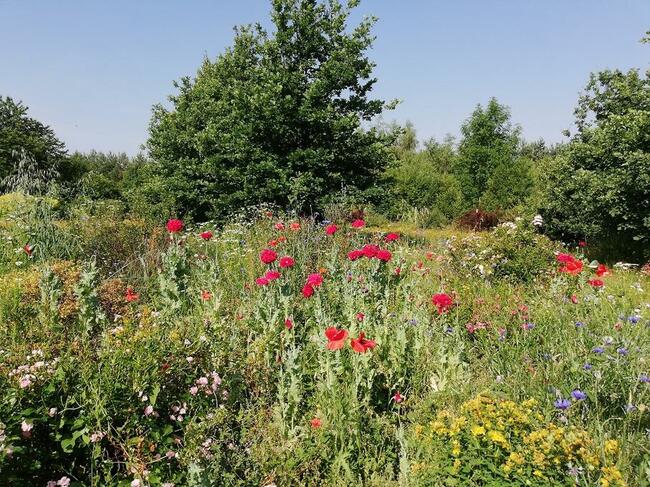 Agroturystyka Dom Pracy Twórczej w Wolimierzu nr 54.