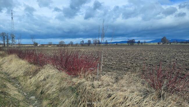 działka rolna powierzchnia 19317m2 Bielawa