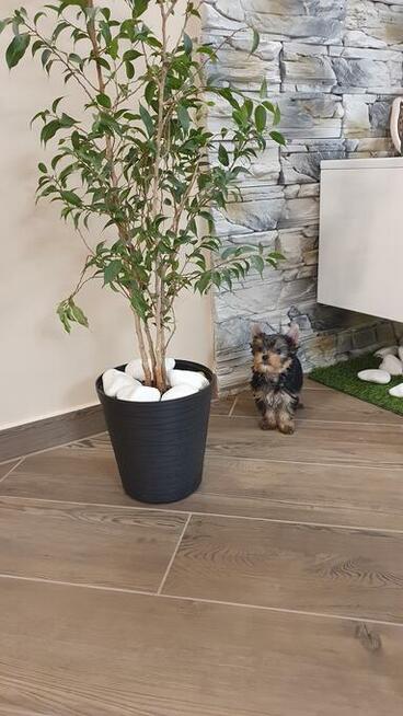 Yorkshire Terrier!!! Suczki i Pieski!!
