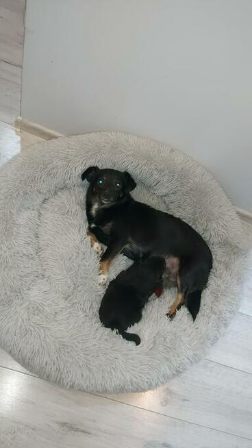 Słodki szczeniak 6 tygodni