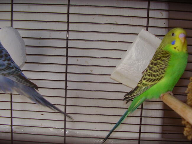 Papużki faliste młode, różne kolory -sprzedam.