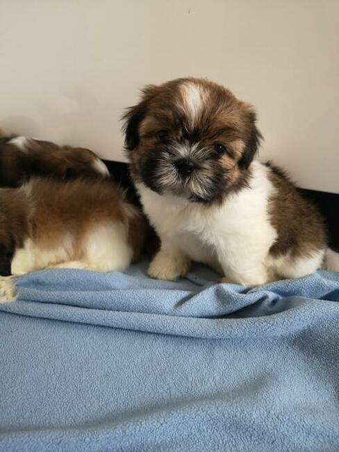 SHIH TZU - szczenięta - Pieski , Suczki