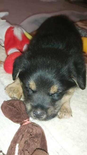 Słodki szczeniak 6 tygodni