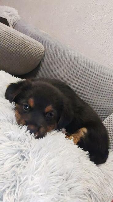 Słodki szczeniak 6 tygodni