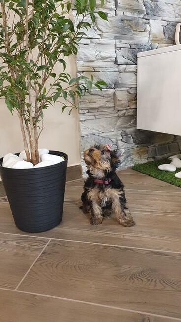 Yorkshire Terrier!!! Suczki i Pieski!!