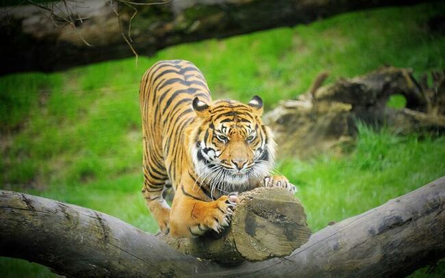 WĘGRY DLA RODZIN - ZOO Sosto + Baseny TISZAÚJVÁROS