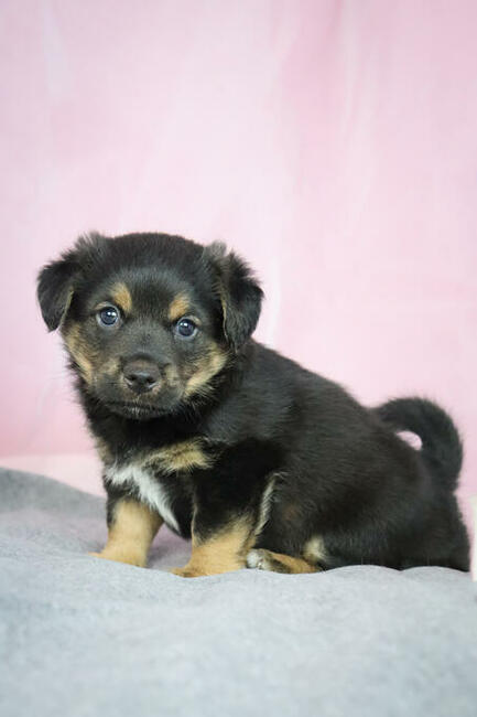 Słodki szczeniak 6 tygodni