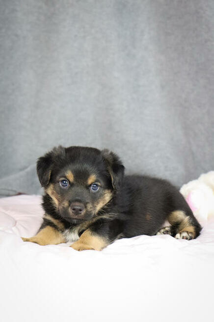 Słodki szczeniak 6 tygodni