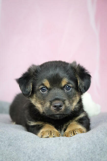 Słodki szczeniak 6 tygodni