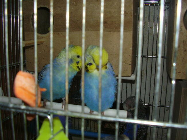 Papużki faliste młode, różne kolory -sprzedam.