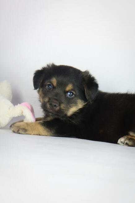 Słodki szczeniak 6 tygodni