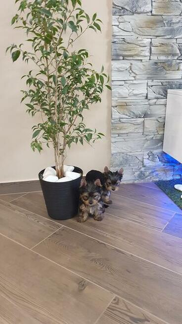Yorkshire Terrier!!! Suczki i Pieski!!