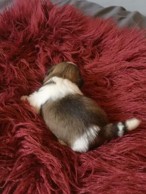 SHIH TZU -Śliczne szczenięta - hodowla domowa