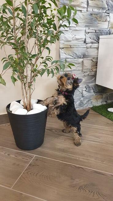 Yorkshire Terrier!!! Suczki i Pieski!!