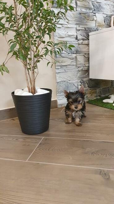Yorkshire Terrier!!! Suczki i Pieski!!