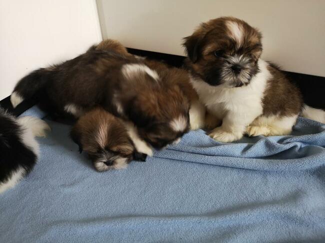 SHIH TZU - szczenięta - Pieski , Suczki