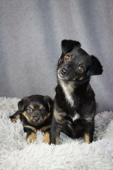 Słodki szczeniak 6 tygodni