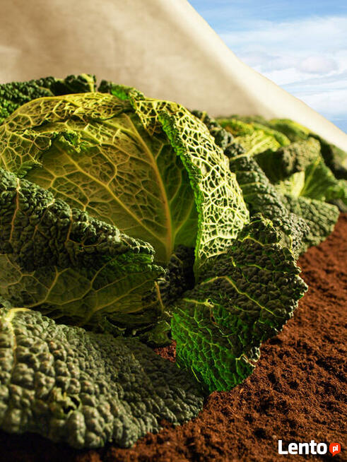 Agrowłóknina okrywowa, zimowa, przeciw chwastom - producent