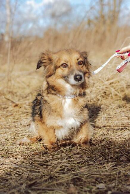 Maleńka Izi, wspaniała sunia szuka domu!
