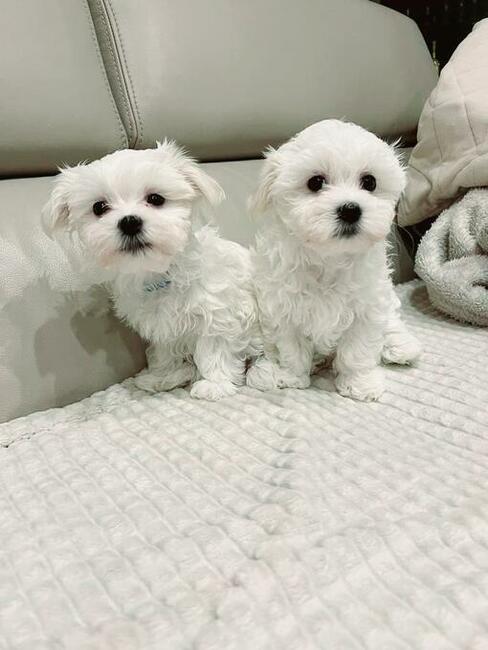 Maltańczyk szczenięta