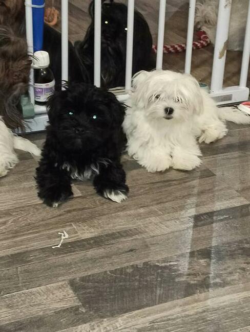 Szczenięta Rosyjska Bolonka Kolorowa, bolonczyk, ZKwP/FCI