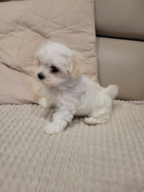 Maltańczyk szczenięta