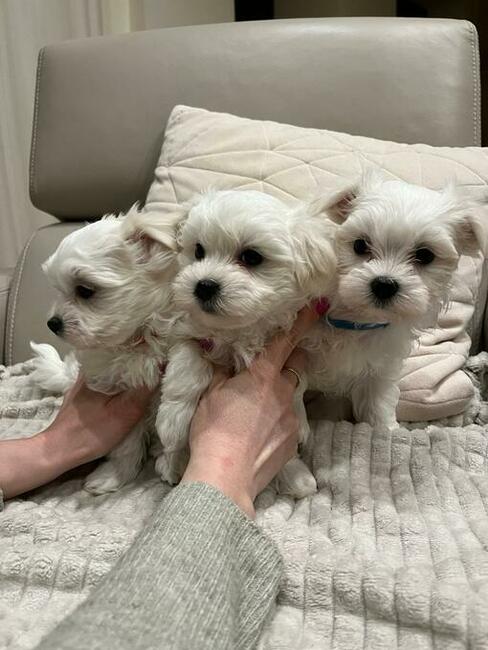 Maltańczyk szczenięta