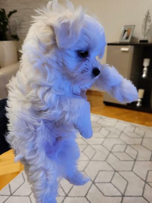 Maltańczyk szczenięta