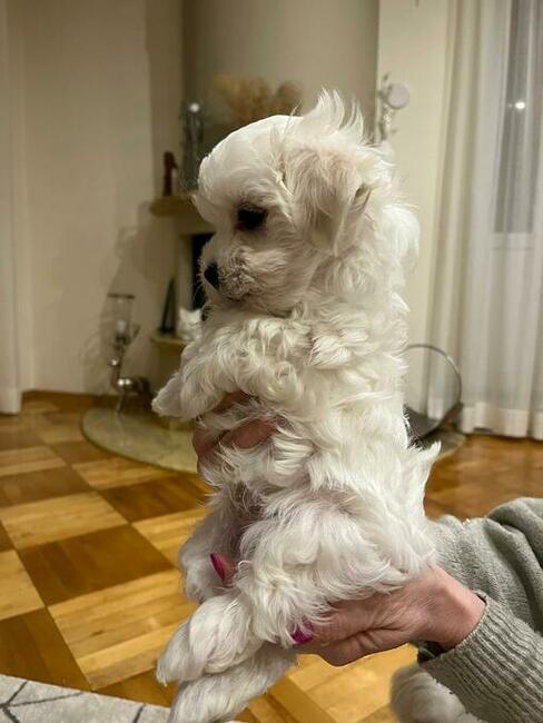 Maltańczyk szczenięta