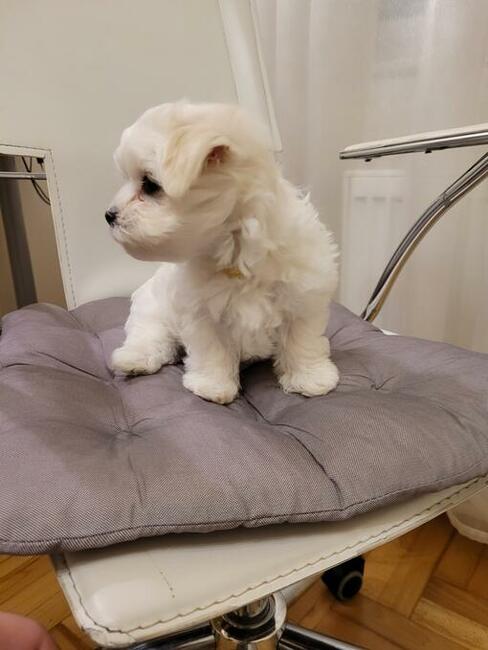 Maltańczyk szczenięta