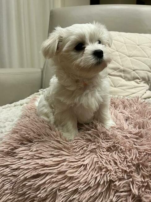 Maltańczyk szczenięta