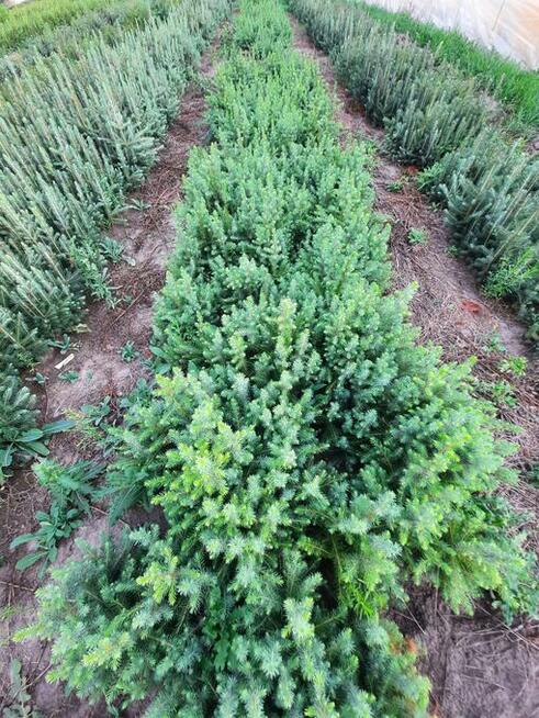 Świerk srebrny 15-30 cm