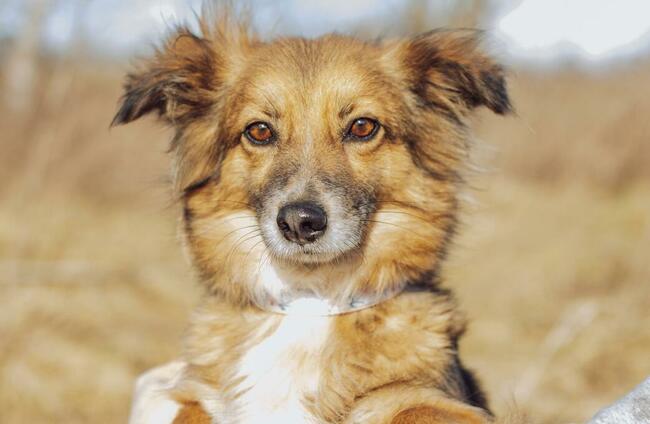 Maleńka Izi, wspaniała sunia szuka domu!