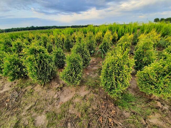 Świerk srebrny 15-30 cm