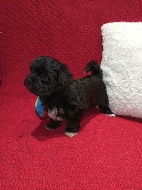 Szczenięta Rosyjska Bolonka Kolorowa, bolonczyk, ZKwP/FCI