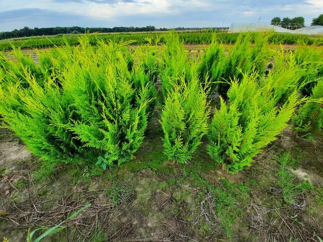 Świerk srebrny 15-30 cm