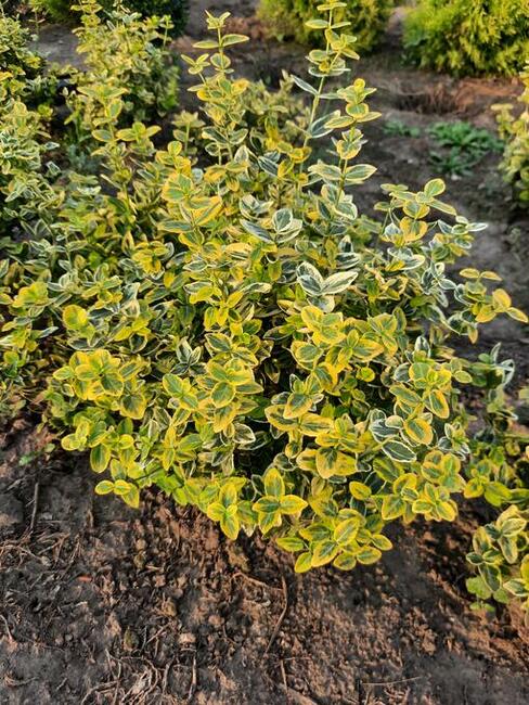 Tuja danica 25-30 cm